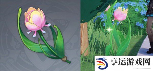 原神阿蕾奇诺突破素材收集路线 阿蕾奇诺突破材料虹彩蔷薇收集攻略