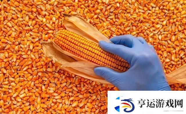 玉米强势上涨！你何时卖粮