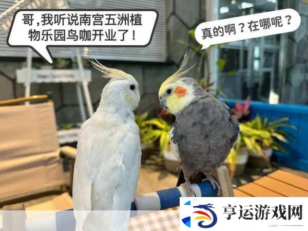 养鸟大亨-打造你的梦幻鸟语乐园-休闲新选择！