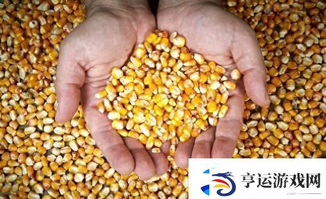 玉米强势上涨！你何时卖粮-把握售粮最佳时机