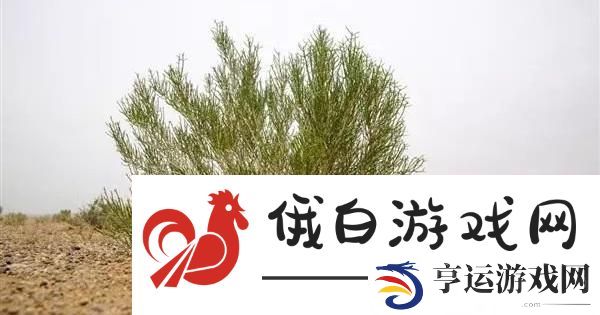 “潮流梭梭树-藏身科技林：寻觅绿意盎然的智慧”