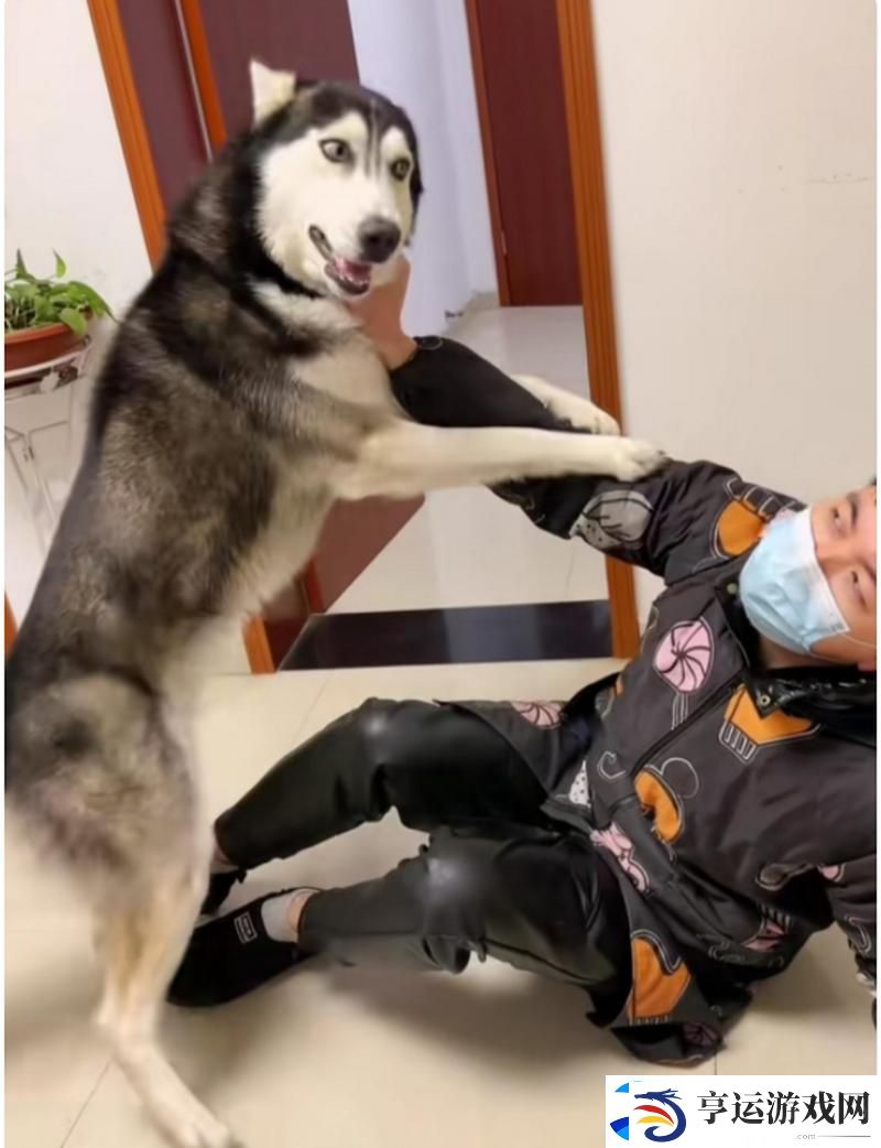 人狗大战2高清正版免费：一场人性与忠诚的较量
