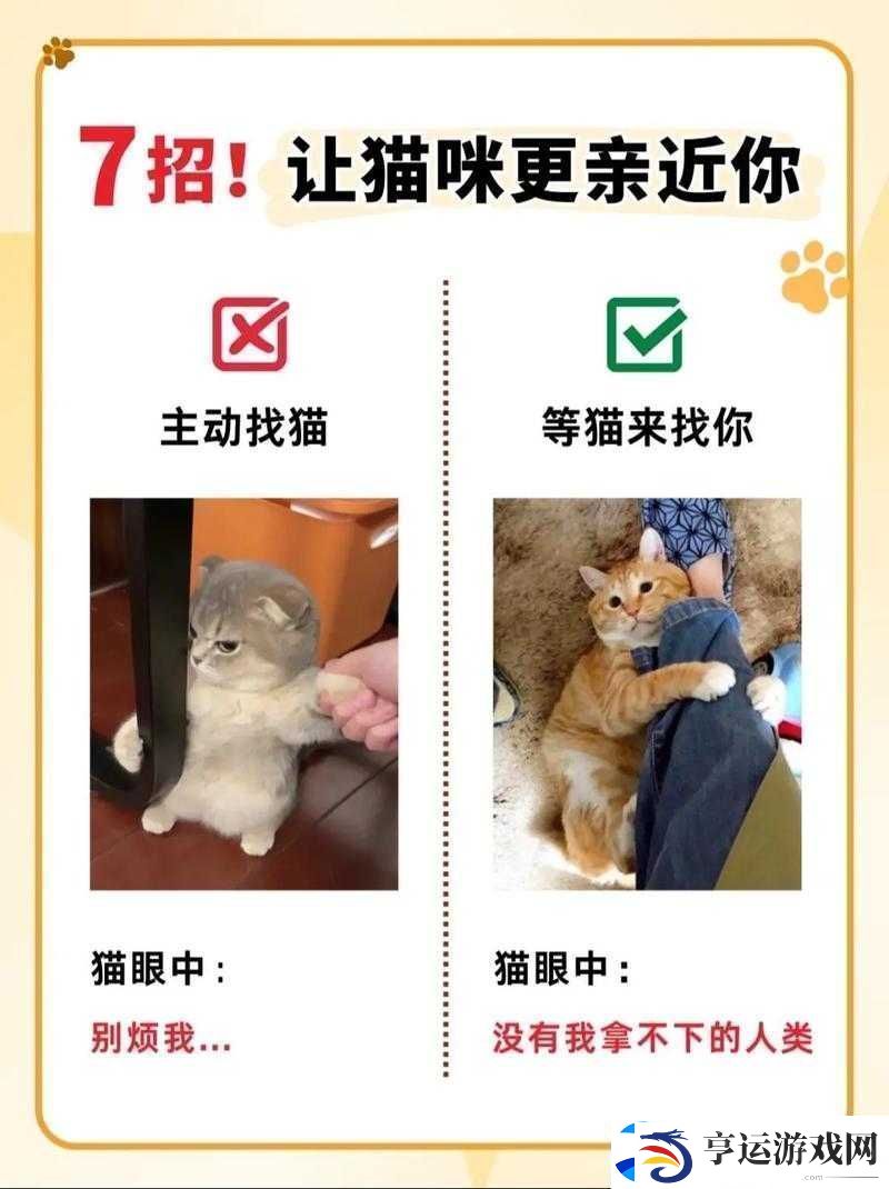 遇见你的猫后如何快速提升亲密度-实用提高方法揭秘