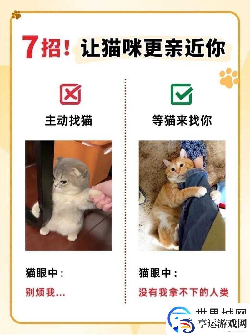遇见你的猫后如何快速提升亲密度-实用提高方法揭秘