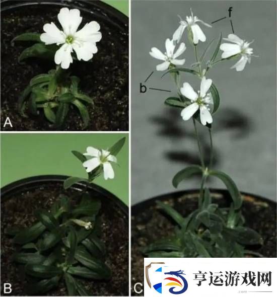 科学家复活了3万年前的种子