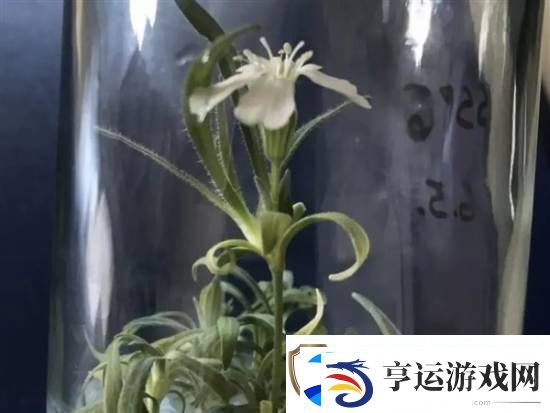 科学家复活了3万年前的种子