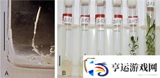科学家复活了3万年前的种子