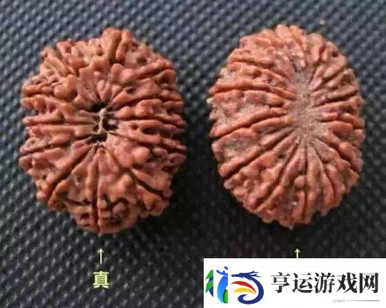 辨别金刚菩提真假