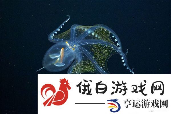 神奇海洋12月27日答案2024