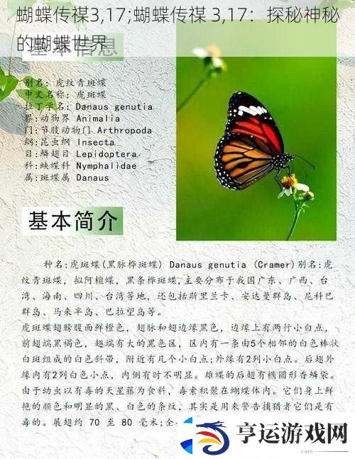 蝴蝶传禖3-17;蝴蝶传禖-3-17：探秘神秘的蝴蝶世界