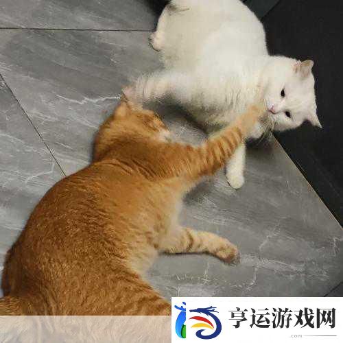 猫咪搭桥记-萌趣休闲-冒险之旅一触即发！