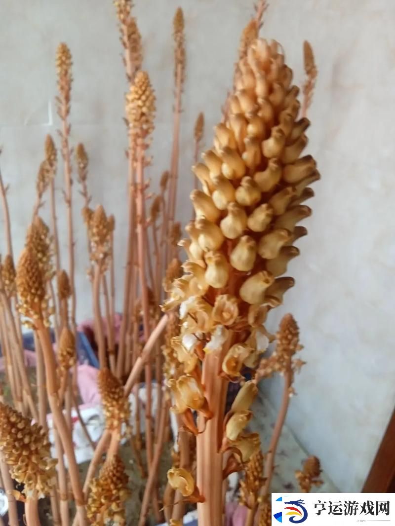 天美麻花视频大全-网友：这波欢乐真是停不下来！