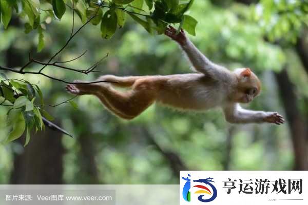 跳跃猴子-一场刺激无限的冒险跑酷之旅等你来体验！