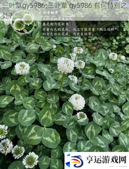 三叶草gy5986;三叶草-gy5986-有何特别之处