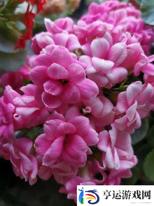 探索丁香五色月的独特魅力：了解其花期、花色及养护技巧